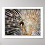 Plaster Peacock Print