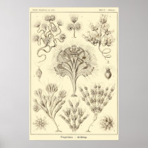 Plate 13 Flagellata Print
