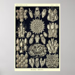 Plate 33 Bryozoa Print