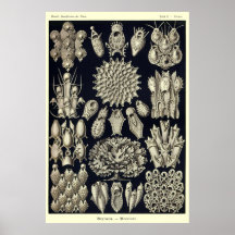 Plate 33 Bryozoa Print
