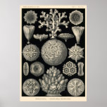 Plate 9 Hexacoralla Print