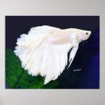 Platinum Betta fish poster posters
