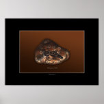 PLATYPUS PATHS Art Poster posters