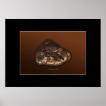 PLATYPUS PATHS Art Poster