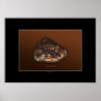 PLATYPUS PATHS Art Poster