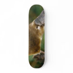 Platypus skateboards