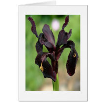 Play the Black Notes Greeting Cards