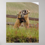 Playful Baby Foxes Poster
