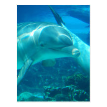 Playful Dolphins Postcards