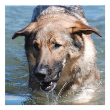 Playful German Shepherd  Invitations