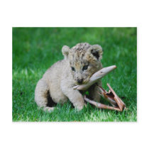 Playful lion postcards