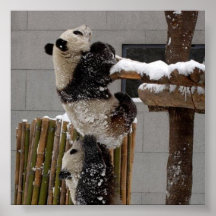 Playful Panda Bears Posters