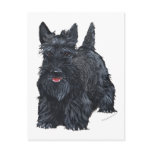 Playful Scottish Terrier Postcard