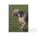 Playful Weimaraner Dog Greeting Card