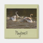 Playing Cygnets Magnet
