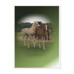 Playing Foals Crosstitched Post Card