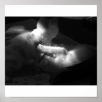 Playing in the Shadows Print