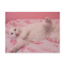 Playing kitty postcard