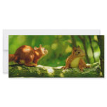 playing young squirrels rack cards