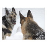 Playmates in the Snow Photo