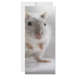 PLEASED TO MEET YOU rack cards