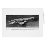 Plesiosaur skeleton art card