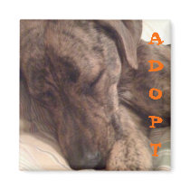 Plott Hound Magnet