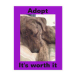 Plott Hound Postcard