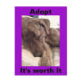 Plott Hound Postcard