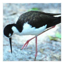Plover Invitations