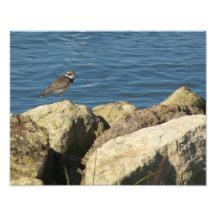 Plover Photo