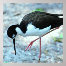 Plover Poster
