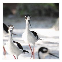 Plovers Custom Invites