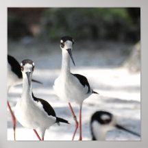 Plovers Poster