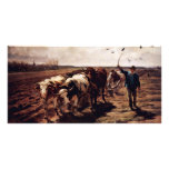 Plügende Ox By Koller Rudolf (Best Quality) photo cards