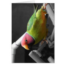 Plum Headed Parakeet Greeting Card