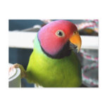 Plum Headed Parakeet postcards