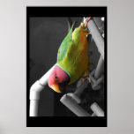 Plum Headed Parakeet Poster