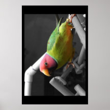 Plum Headed Parakeet Poster