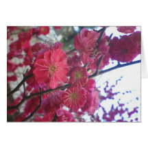 plumblossom greeting cards
