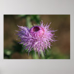 Plume Thistle Poster