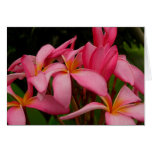 Plumeria - Ace's Wild Pink Greeting Cards