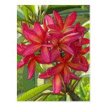Plumeria - Artistic Design on Postcard