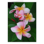 Plumeria Blooms Greeting Card