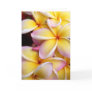 Plumeria Greeting Card
