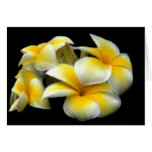 Plumeria Card