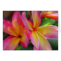 Plumeria Card