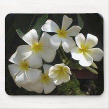 Plumeria (Frangipani) flowers Mouse Pad