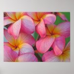 Plumeria - Hanna Pink Glow posters