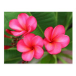Plumeria - Miami Rose on Postcard